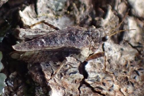 Réf. 202 806 : Tetrix undulata